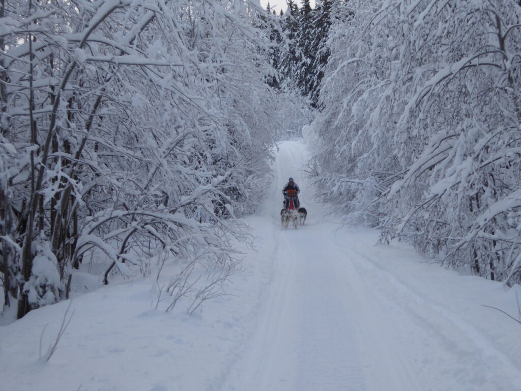 2014_Zweden_sledehonden_05